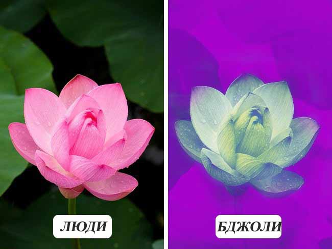 10 фотографій про те, як бачать тварини