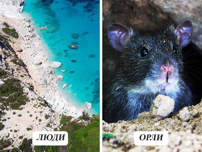 10 фотографій про те, як бачать тварини