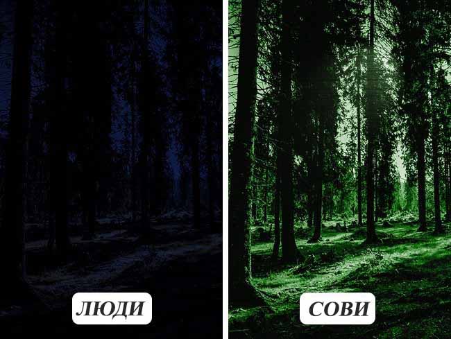 10 фотографій про те, як бачать тварини