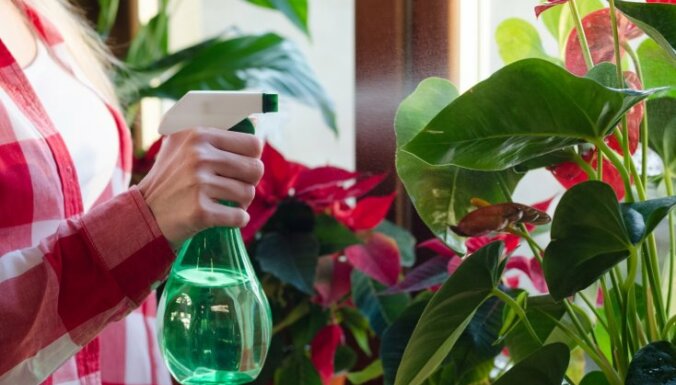 5 способів ніколи не заливати ваші кімнатні рослини