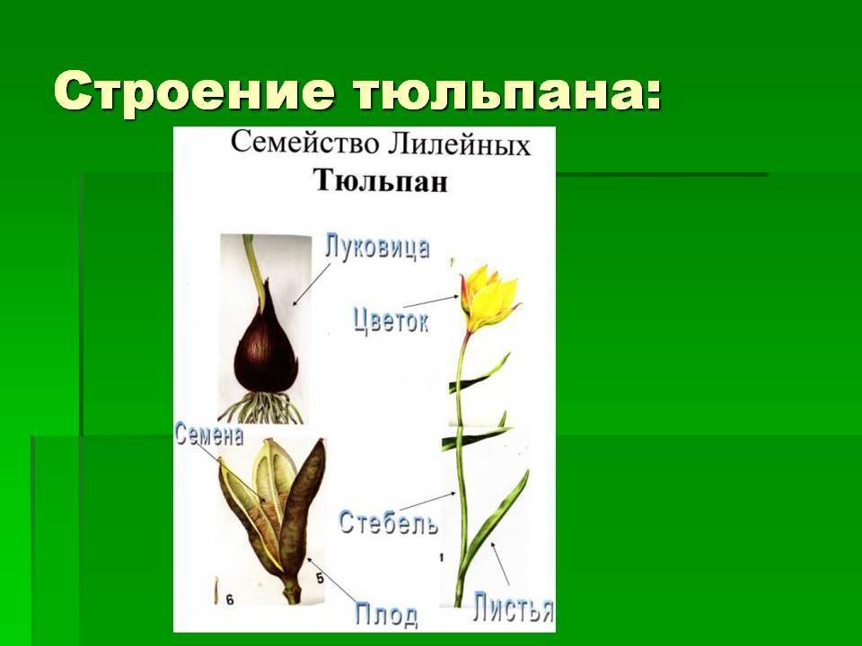 Будова квітки - Яка будова квітки?