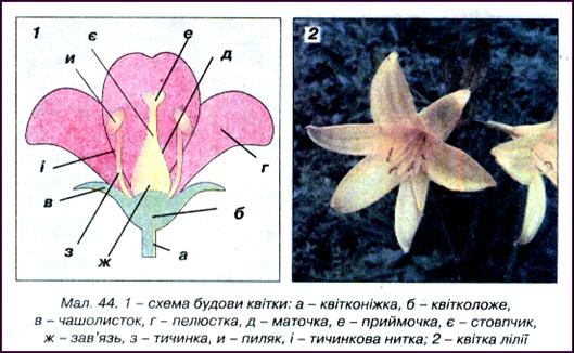 Будова квітки - Яка будова квітки?