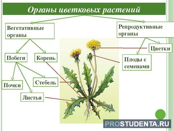 Будова квітки - Яка будова квітки?