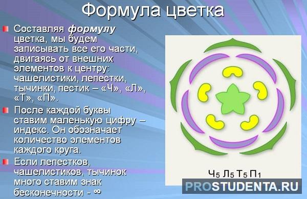 Будова квітки - Яка будова квітки?