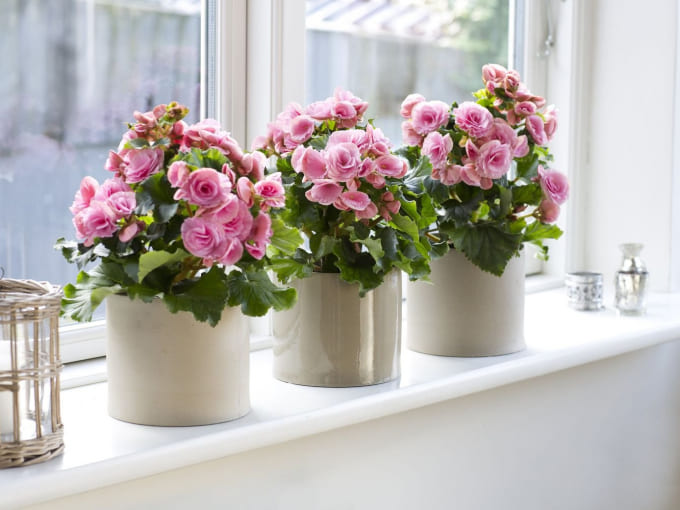 Чужий в будинку: які кімнатні рослини можна приймати в дар, а які – ні Чужий в будинку: які кімнатні рослини можна приймати в дар, а які – ні