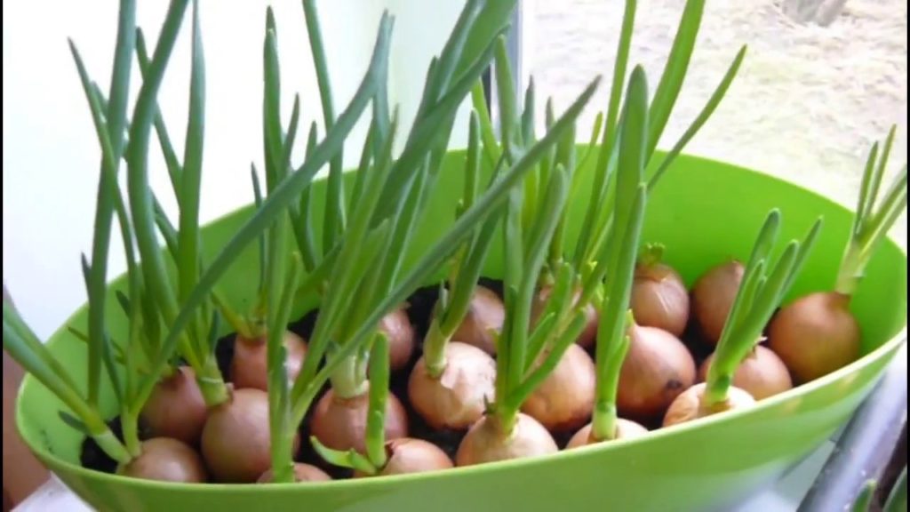 Грядка на підвіконні: правила вирощування зелені у домашніх умовах