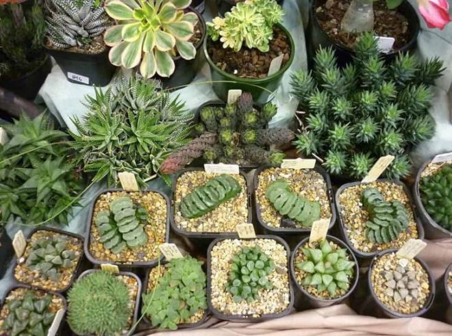 Інструкція: як пересаджувати кімнатні рослини