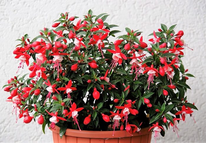 П’ять рослин, які легко можна виростити вдома