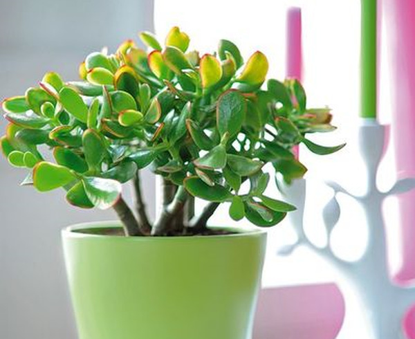 П’ять рослин, які легко можна виростити вдома