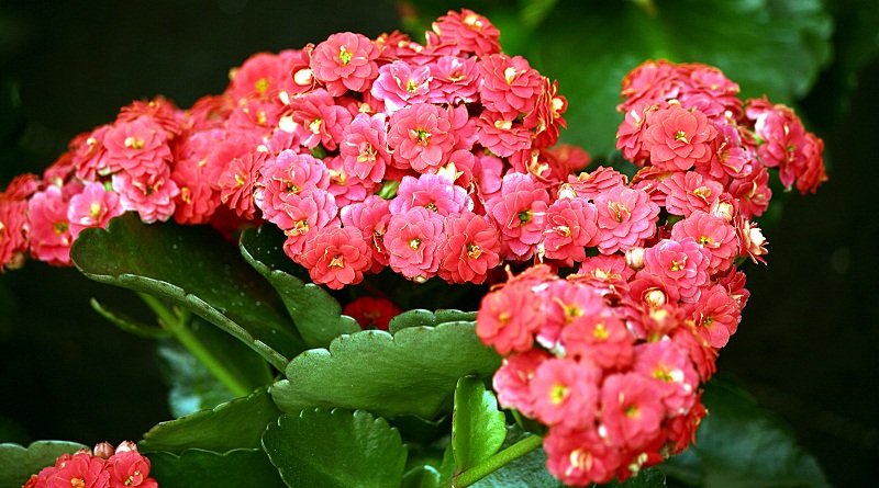 П’ять рослин, які легко можна виростити вдома