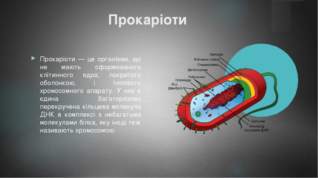 Прокаріоти - Що таке прокаріоти та яка їх будова?