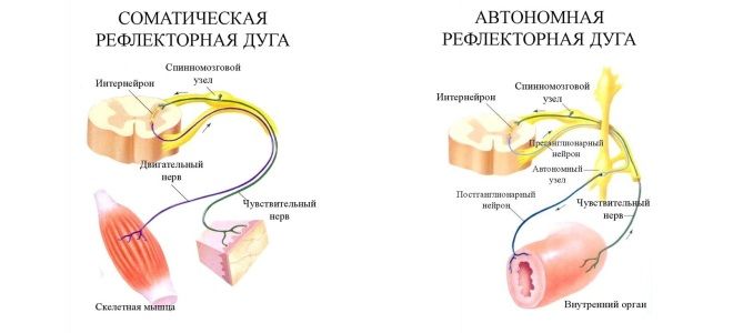 Рефлекторна дуга - Яка будова рефлекторної дуги?