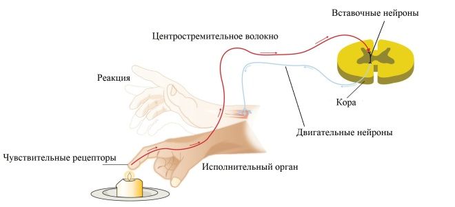 Рефлекторна дуга - Яка будова рефлекторної дуги?