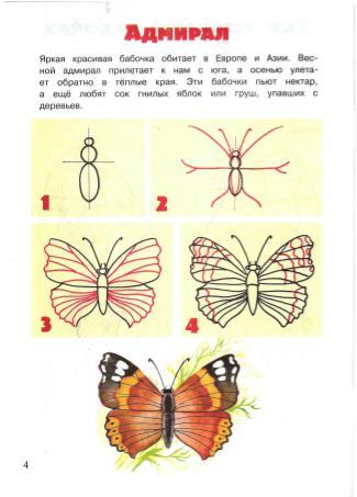Як намалювати метелика - малюємо мтелика поетапно, малюнок метелика адмірал