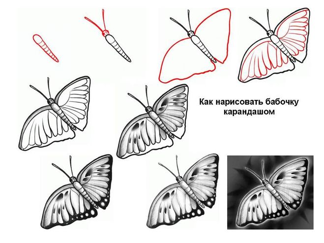 Як намалювати метелика - малюємо мтелика поетапно, малюнок метелика адмірал